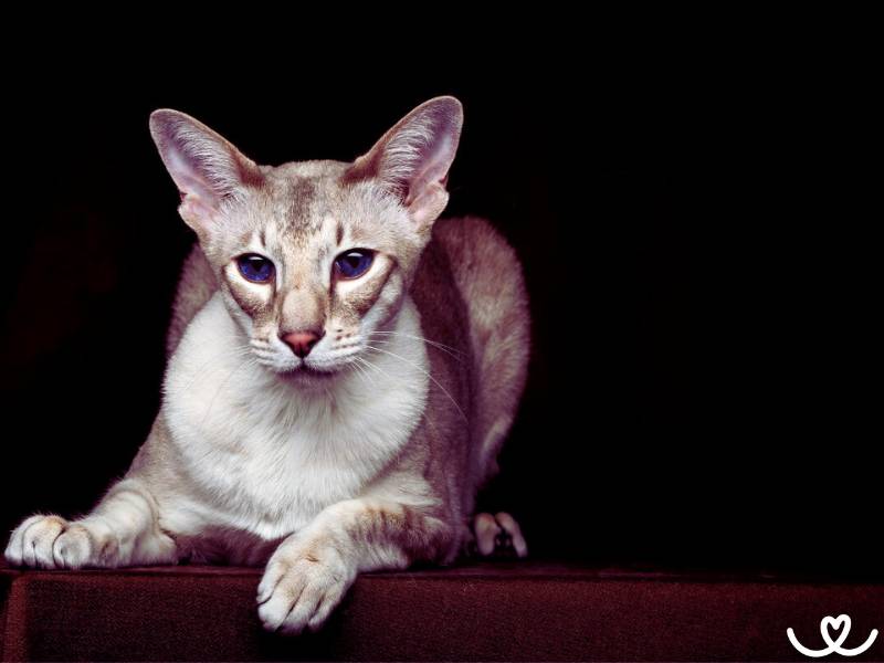 Kocici-plemeno-peterbald (6)